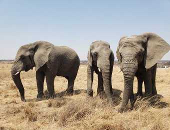 Elephant Encounter